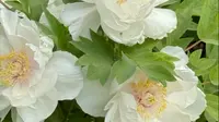 4月11日拍摄于洛阳隋唐城遗址植物园的玉版白牡丹