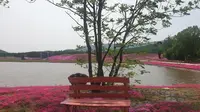 黑龙江宝清圣洁摇篮山 芝樱花海 2025/5/29