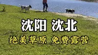 没想到不用出沈阳还有这么好看的免费露营地 具体位置就在沈北七星湖草原！#沈阳免费露营位置 #沈北七星湿地露营 #沈阳沈北大草原露营