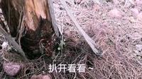 南昌鱼尾洲公园野采～