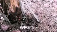 南昌鱼尾洲公园野采～