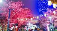 上海鲁迅公园虹口足球场的樱花夜景浪漫之行