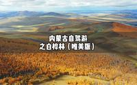 中國最美的純生白樺林額爾古納市白樺林風景區