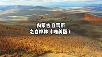 中國最美的純生白樺林額爾古納市白樺林風景區
