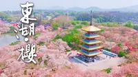 武汉东湖樱花园 丨粉色树林真的很治愈 丨 4K看世界 丨 Canon R5 DJI Mavic3C