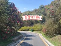 贵州省毕节市百里杜鹃风景区 240323 花况实拍