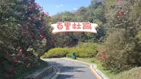 贵州省毕节市百里杜鹃风景区 240323 花况实拍