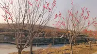 观光东寺渔村