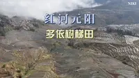 红河元阳多依树梯田