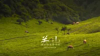 在华亭的关山深处还藏着这么一片被时光按下暂停键的原始草甸。#华亭#关山#甘肃