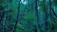 胆小慎入，在林州五龙洞，探秘原始森林，一个人都没