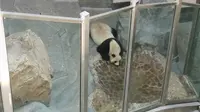 常州溧阳南山竹海一日游，平生第一次近距离看到大熊猫！