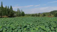 荷和原乡