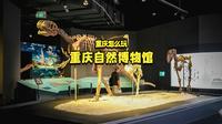 重庆周末游宝藏博物馆重庆自然博物馆适合亲子
