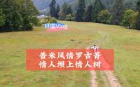 这里是兰坪县的罗古箐景区，这里很美，而且还有一个很长的徒步路线。