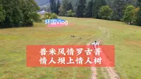 这里是兰坪县的罗古箐景区，这里很美，而且还有一个很长的徒步路线。