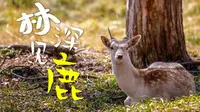 撸马撸羊撸驯鹿！哈尔滨还有这地方？ | 平山鹿苑Vlog
