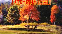 「德保县」红叶森林公园，广西看枫叶最好的地方，霜叶红于二月花