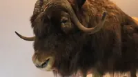 山西地质博物馆野生动物展厅开馆拉，远古野生动物，还有升级后的恐龙馆，惊喜满满
