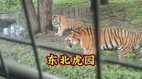 长春东北虎园，门票60元，有表演还可以坐车近距离看老虎