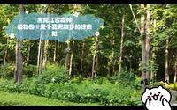 黑龙江省森林植物园‖是个夏天散步的好去处
