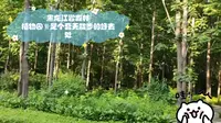 黑龙江省森林植物园‖是个夏天散步的好去处