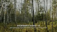 四季流转大兴安岭白桦林始终生机盎然 形成寒温带气候条件下一道最美的风景线 《美丽中国自然》呼伦贝尔系列【CCTV纪录】