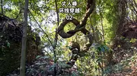 都江堰青城山丈人峰环线2，穿越森林茶园经丈人观回去，险峻奇特