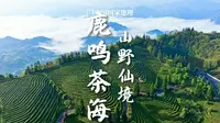 鹿鸣茶海｜云烟氤氲处，茶山对天语