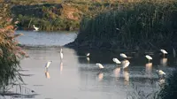 【福州-闽江河口国家湿地公园4k】不愧是国内十大著名湿地之一！