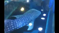 与大连老虎滩海洋公园的鲸鲨共游