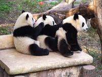 【重庆动物园】渝宝防住了土匪贝，良月小姑姑一直在瞟-2017.12.19