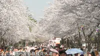 扬州鉴真路樱花大道堪比“春运”