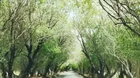 新疆·喀什塔什库尔干县塔合曼树洞公路 雪柳树洞