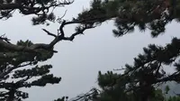 泰山后石坞仲夏风景
