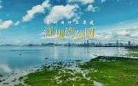 深圳人文城市科普季第一集《深圳为什么要建深圳湾公园？》
