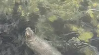 超幸运遇见烟台网红野生海豹小幸运！
