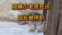 隐瞒小老虎死讯园长被停职，河南濮阳市中心动物园