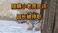 隐瞒小老虎死讯园长被停职，河南濮阳市中心动物园