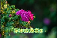 平阴玫瑰花开，玫瑰小镇，芳蕾玫瑰花乡