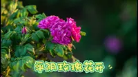 平阴玫瑰花开，玫瑰小镇，芳蕾玫瑰花乡