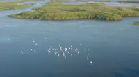 崇明东滩：“智斗”互花米草 保护湿地生态