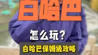 白哈巴游玩保姆级攻略