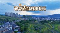 贵州毕节大方县奢香古镇 居民区里的梯田花海