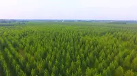 平原之肺，生态之源 阜城湖生态公园