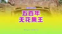 和田无花果王