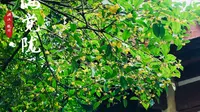 杭州 | 满觉陇赏桂徒步路线 季节限定 错等年