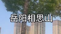 岳阳相思山