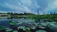 2026/06/20玄武湖荷花