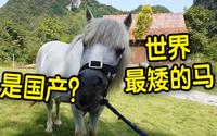 世界最矮的马原来是国产？“马中熊猫”德保矮马萌翻天